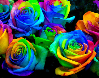薔薇Rainbow-Roses.jpg